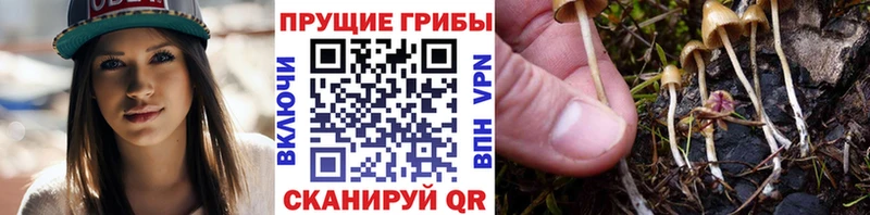 Псилоцибиновые грибы Psilocybine cubensis даркнет официальный сайт omg ONION Верхнеуральск наркота